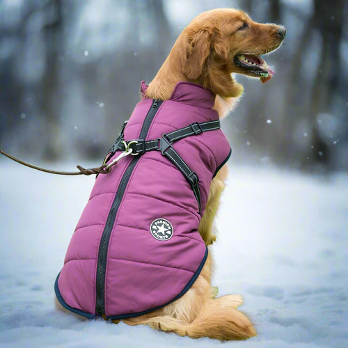 🔥2025 New Hot-Selling Winter Warm & Cozy Dog Jacket🔥