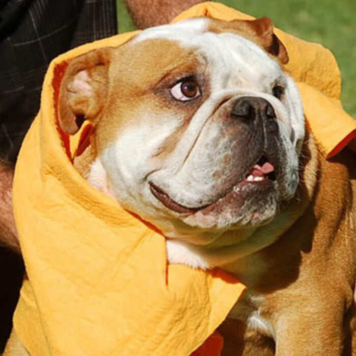 Mega Pack 100 - Miracle Super Absorbent Multi Surface Cloth